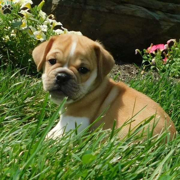 Charlie, Miniature Bulldog Puppy